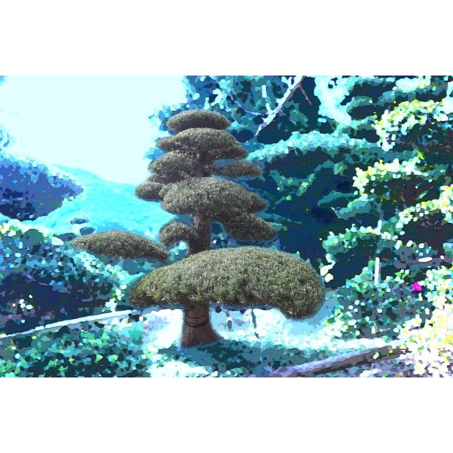 当園引き渡し 槇の木 マキの木 らかんまき 樹齢約50年以上 Ueki Maki001 外海商店 通販 Yahoo ショッピング
