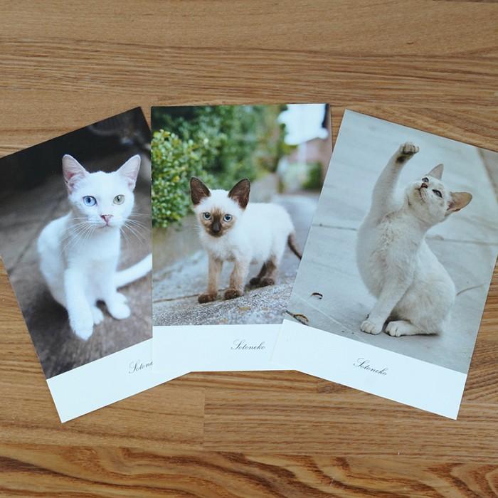 ポストカード 猫写真 おしゃれ かわいい プレゼント インテリア ねこ雑貨 シャム猫 白猫 オッドアイ Cat Postcard 3c Neko Sotoneko Japan 通販 Yahoo ショッピング