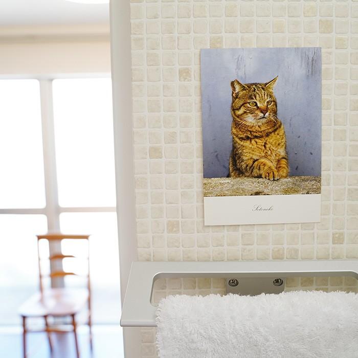 ポストカード 猫写真 おしゃれ かわいい プレゼント インテリア