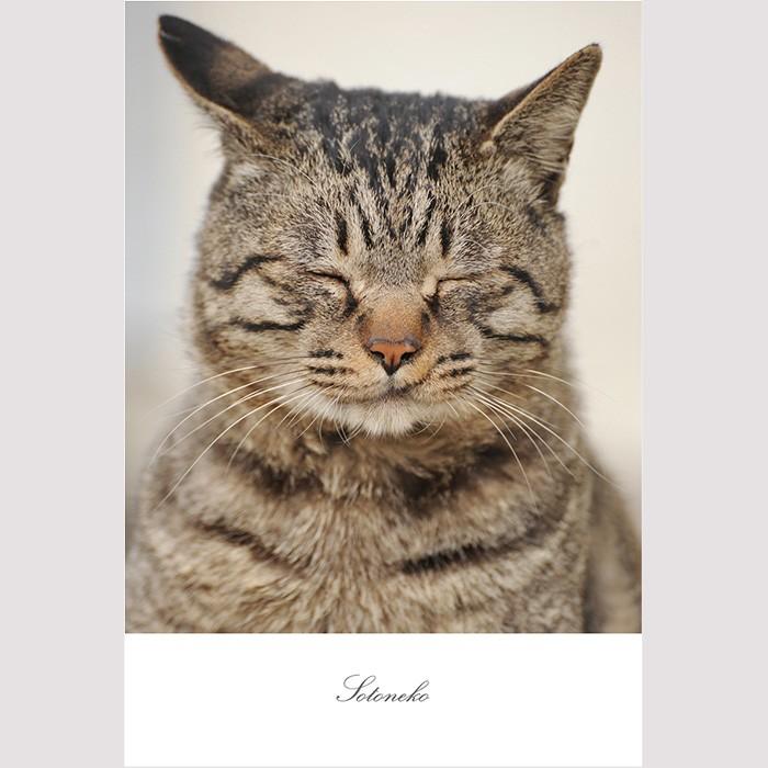 ポストカード 猫写真 おしゃれ かわいい プレゼント インテリア ねこ雑貨 キジトラ猫 最大46%OFFクーポン