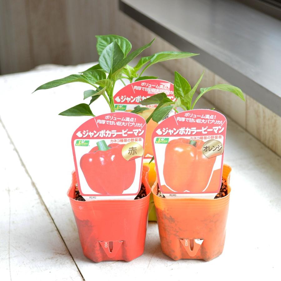 野菜苗 パプリカ苗3色 黄色 オレンジ 赤 セット B072hj2nfs 相武ガーデン 通販 Yahoo ショッピング