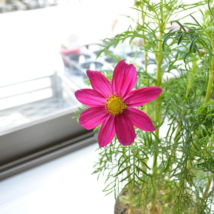 鉢花 コスモス 2鉢セット 5寸プラスチック鉢 : 相武ガーデン - 通販  