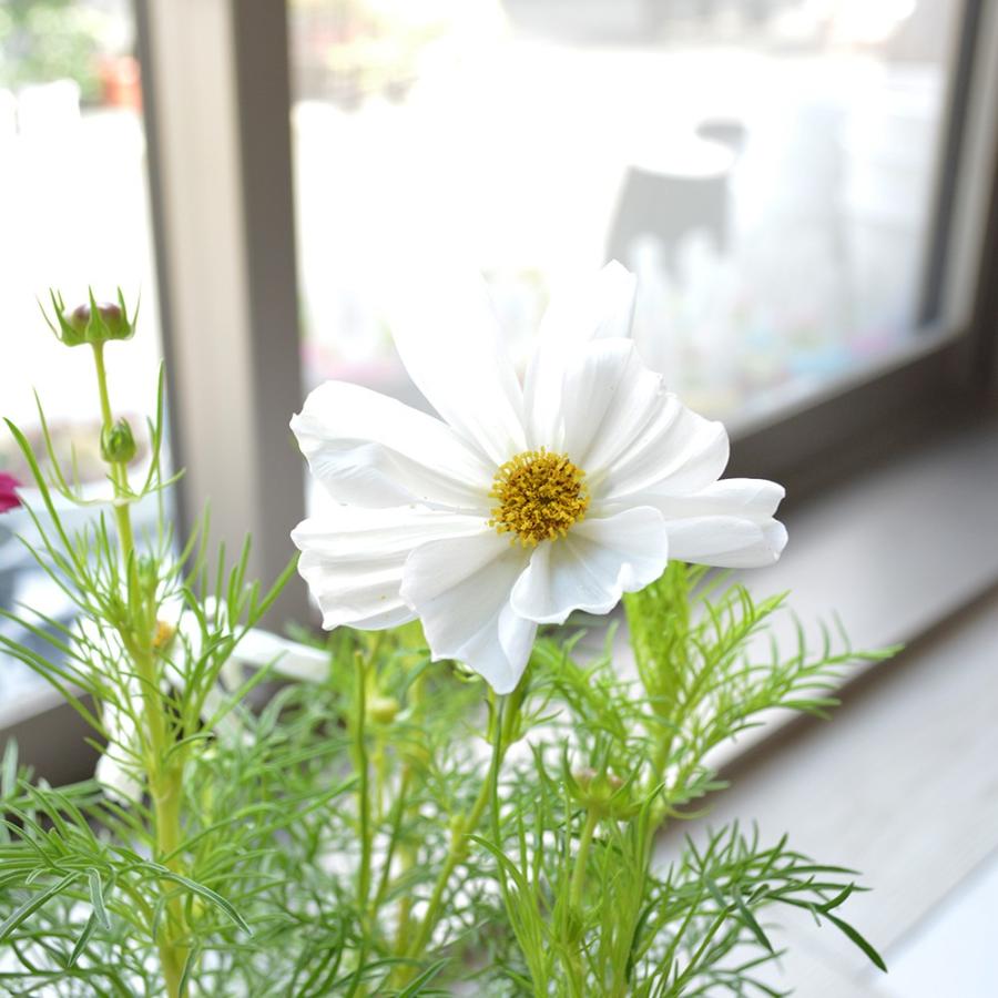 鉢花 コスモス 2鉢セット 5寸プラスチック鉢 : 相武ガーデン - 通販  