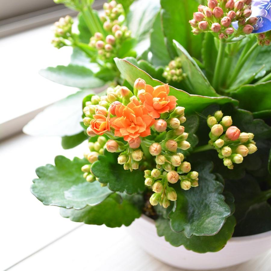 鉢花 カランコエ 八重・MIX植え（6寸）フラワーギフト 贈り物 プレゼント｜soubugarden｜02