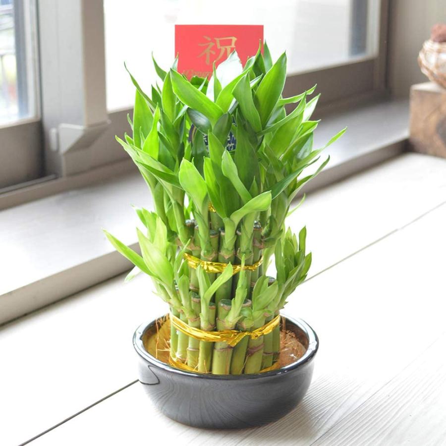 ミニ観葉植物 ミリオンバンブー 開運竹 サンテリア 陶器鉢入り 贈り物 プレゼント 還暦 敬老の