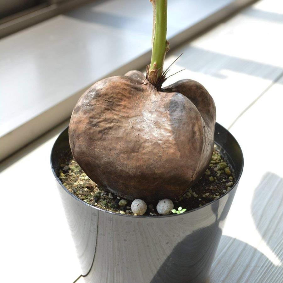 観葉植物 バーニングトニア 4寸 B07fscx1tk 相武ガーデン 通販 Yahoo ショッピング