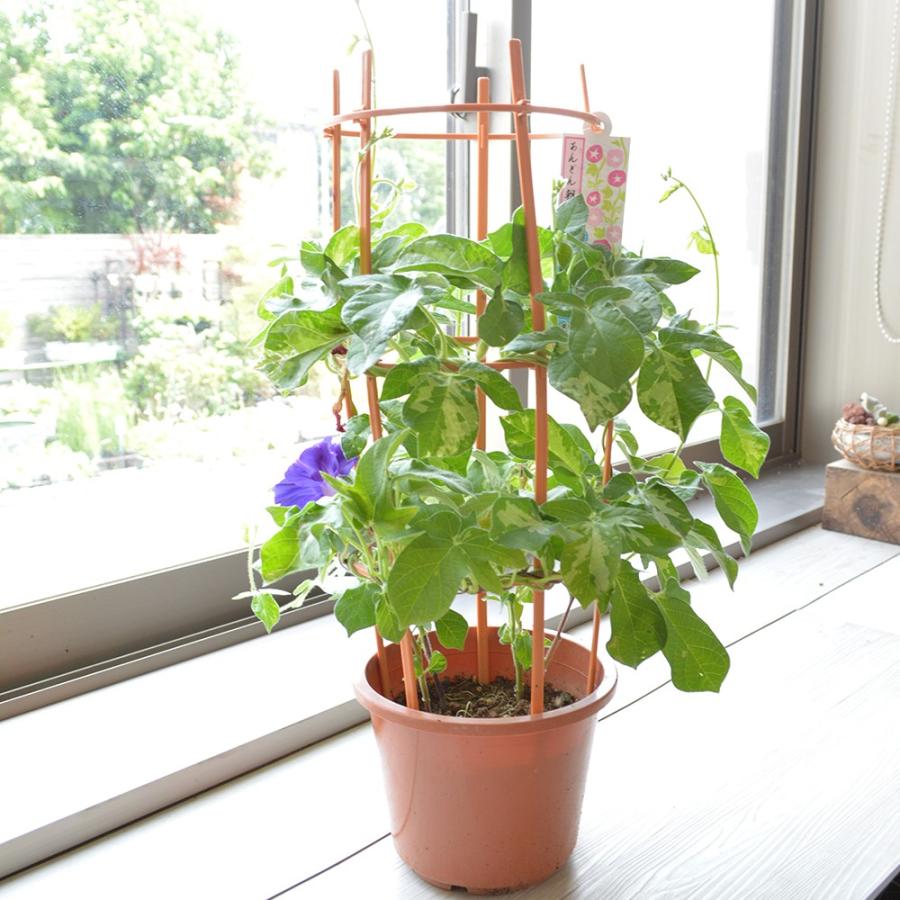 鉢花 あんどん仕立て朝顔 5寸 色はお任せになります B07fzkvfs3 相武ガーデン 通販 Yahoo ショッピング