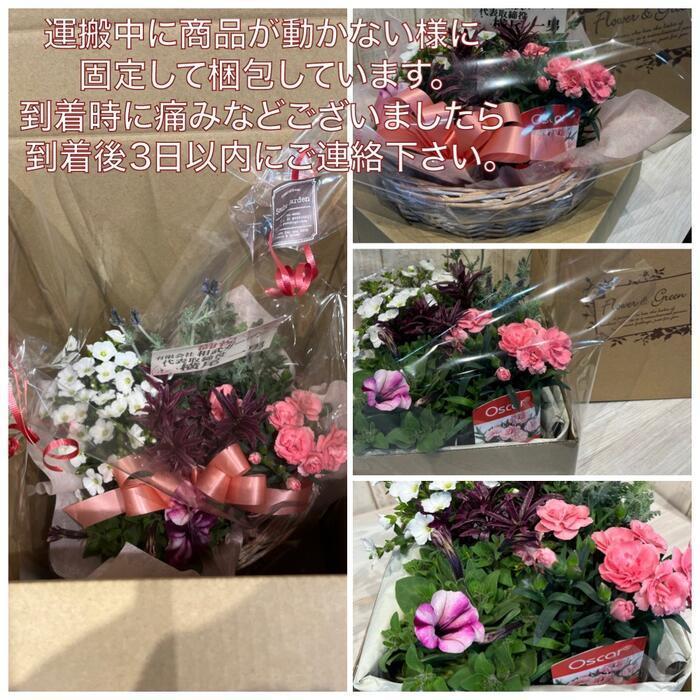花苗 ローダンセ 3ポットセット 3.5寸ポット 苗 春 ガーデニング 園芸