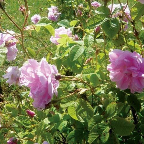 ニールズヤード エッセンシャルオイル ローズ オットー 2 5ml ニールズヤード Neal S Yard 爽快ドラッグ 通販 Yahoo ショッピング