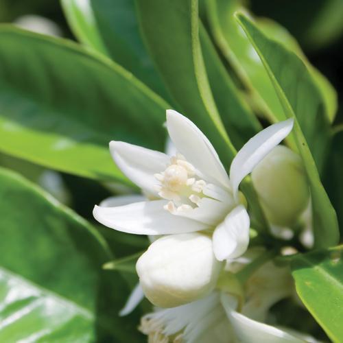 ニールズヤード フランキンセンス インテンスクリーム お試しサイズ 15g ニールズヤード Neal S Yard 爽快ドラッグ 通販 Yahoo ショッピング