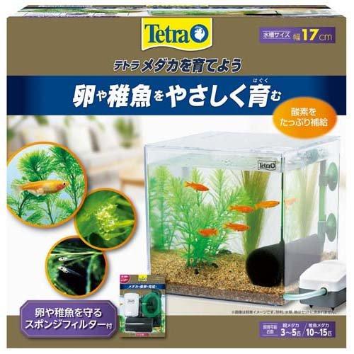 テトラ メダカを育てよう ( 1個 )/ Tetra(テトラ) : 爽快ドラッグ