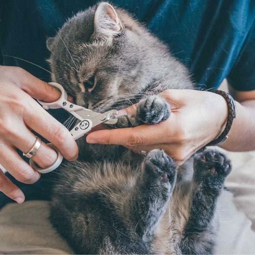 猫壱 ストレスなくスパッと切れる猫用爪切り 日本製 1コ入 爽快ドラッグ 通販 Yahoo ショッピング