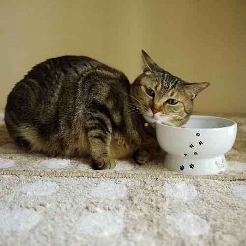 猫壱 ハッピーダイニング 脚付ウォーターボウル 猫柄 シリコン付き ( 1
