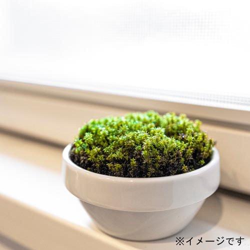 ふりこけサッサ mini 乾燥粉末スナゴケ ( 1個 ) : 爽快ドラッグ - 通販