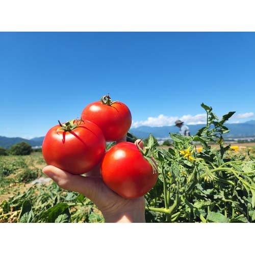 ナガノトマト 長野県産ケチャップ ( 240g )/ : 爽快ドラッグ - 通販