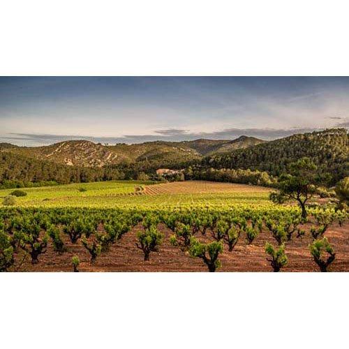 コドルニウ バルセロナ 1872 ブリュット ( 750ml ) : 爽快ドラッグ