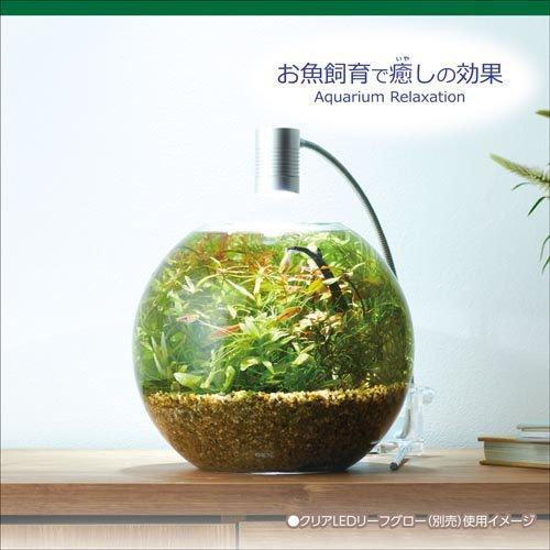 MeGreen 新鮮な水草付き グラスアクアスフィアセット ( 1個 ) : 爽快
