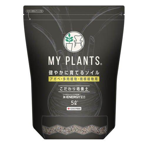 中型アガベ 健康な根付き 中型アガベ 健康な根付き