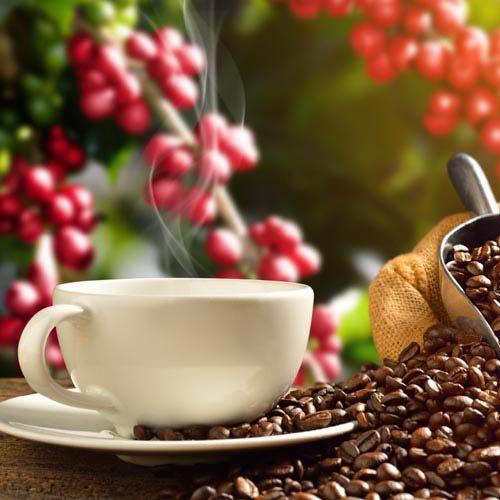 オーガニックドリップコーヒー ( 8g×25袋入 )/ 三本珈琲 : 爽快