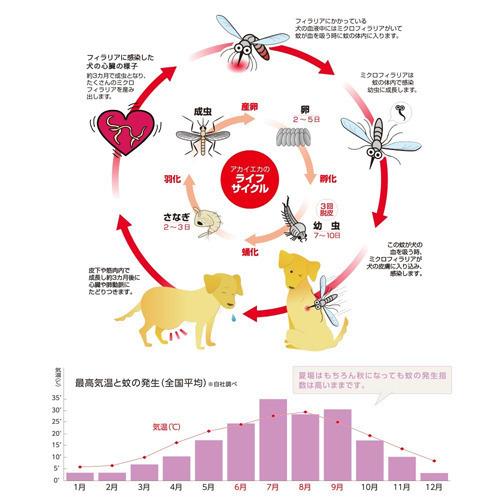 国内正規品 限定 30個入 アース薬用 ノミとり 蚊よけ首輪 小型犬用 ブランド直営 Www Medicinfo Ro
