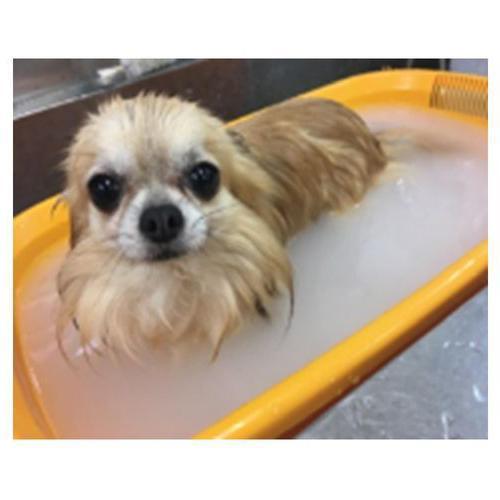 愛犬用 炭酸入浴剤 ぬくりん バラの香り ( 300g ) : 爽快ドラッグ