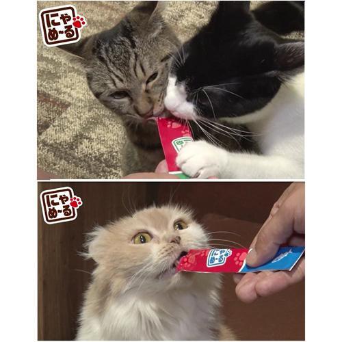 ねこモテ にゃめーる とり ( 5本入×4セット(1本12g) )/ : 爽快ドラッグ