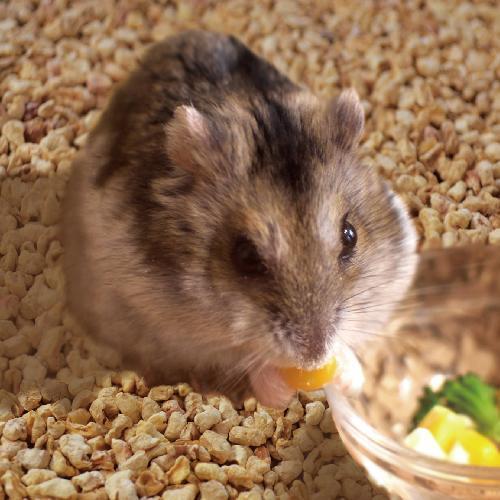 ミニアニマン 小動物のコーンフロアサンド ( 4.5L*3袋セット )/ : 爽快