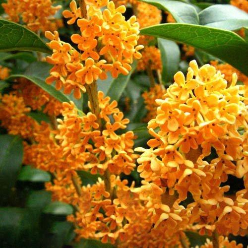 レイヴィー ボディシャンプー 金木犀 ( 500ml×6セット )/ レイヴィー |  | 03