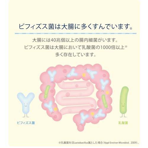 ビフィズス菌末BB536 ( 30本入×3セット(1本2g) ) 腸活 生きたまま大腸