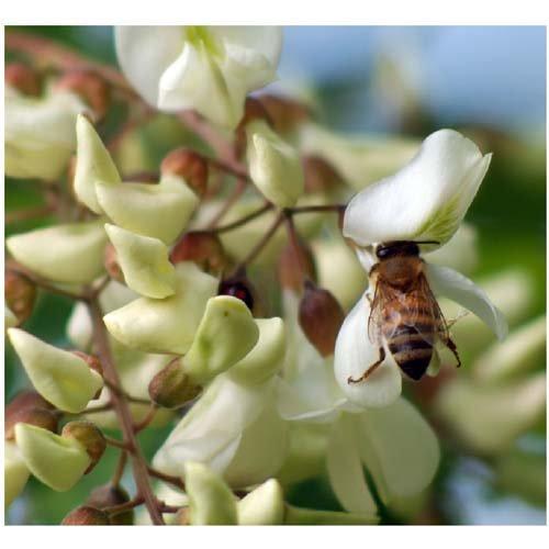 Mielizia(ミエリツィア) アカシアのはちみつ ( 250g )/ : 爽快ドラッグ