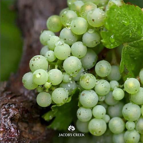 JUSGLITTY ブークレジャコット オフホワイト 即完売品 Sサイズ 美品 JUSGLITTY(ジャスグリッティー)の「ブークレジャコット」 - PARTE