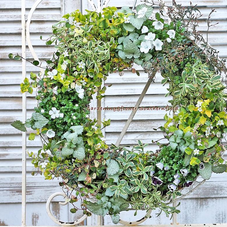 季節の花寄せ植え おまかせギャザリングリース仕立て 35cm 開店御祝 誕生日プレゼントの画像