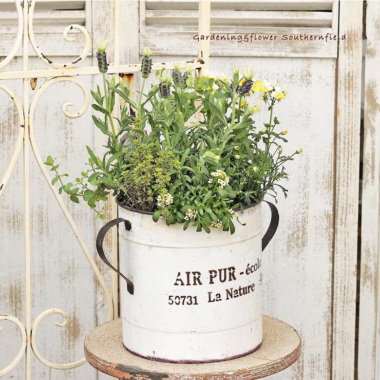 花ハーブ寄せ植え フレンチラベンダー タイム オレガノケントビューティ ナチュラルロングブリキポット 開店お祝 新築お祝 誕生日 プレゼント ギフト Ha 264 サザンフィールド Gardeningshop 通販 Yahoo ショッピング