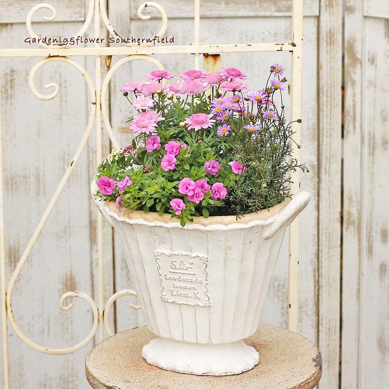 マーガレット 季節の花 寄せ植え アンティークテラコッタ調 バスケットポット プレゼント ギフト Ha 268 サザンフィールド Gardeningshop 通販 Yahoo ショッピング