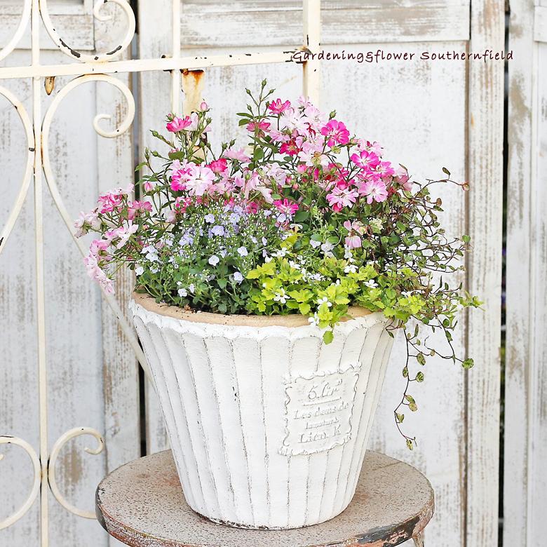母の日 予約販売 ミニバラ 季節の花 寄せ植え アンティークテラコッタ調 フロタントサークルポット プレゼント ギフト Ha 270 サザンフィールド Gardeningshop 通販 Yahoo ショッピング
