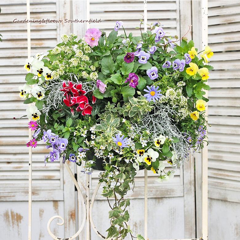 選ぶなら 季節の花寄せ植え 花寄せ植え ガーデニング 玄関 おしゃれ 寄せ植え ビオラ パンジーハンギングバスケット 華やか おしゃれ 生花