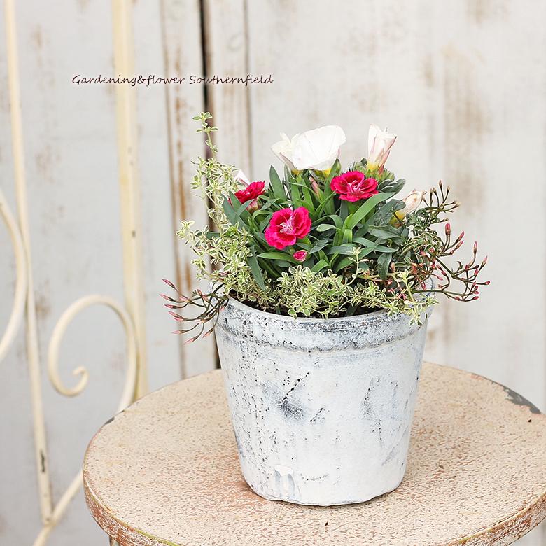 超安い 季節の花 プランツギャザリング アンティーク調 ナチュラルポット 陶器 アンティーク