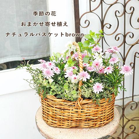 季節の花 おまかせ寄せ植え 木製ナチュラルバスケットbrown : サザン