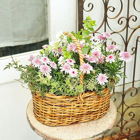 季節の花 おまかせ寄せ植え 木製ナチュラルバスケットbrown : サザン