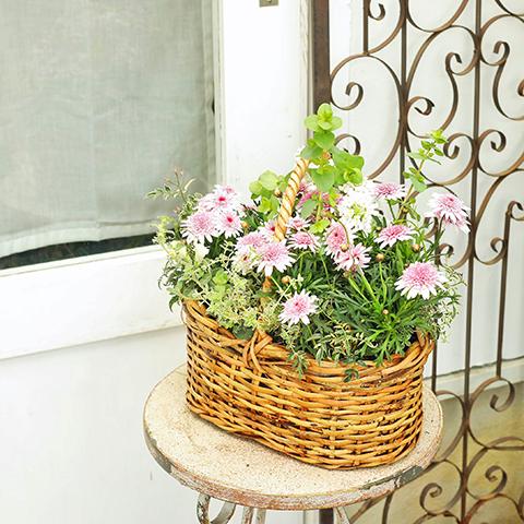 季節の花 おまかせ寄せ植え 木製ナチュラルバスケットbrown : サザン