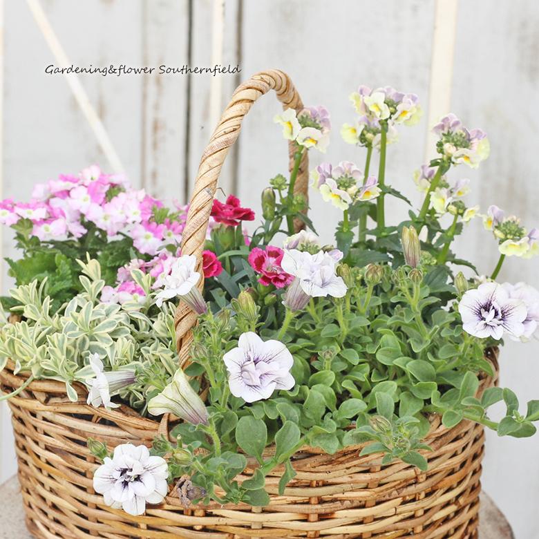 季節の花 おまかせ寄せ植え 木製ナチュラルバスケットbrown : サザン