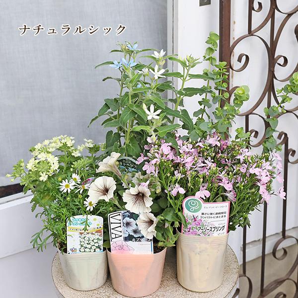 季節の花苗6点おまかせセット おしゃれ かわいい 赤 ピンク ホワイト