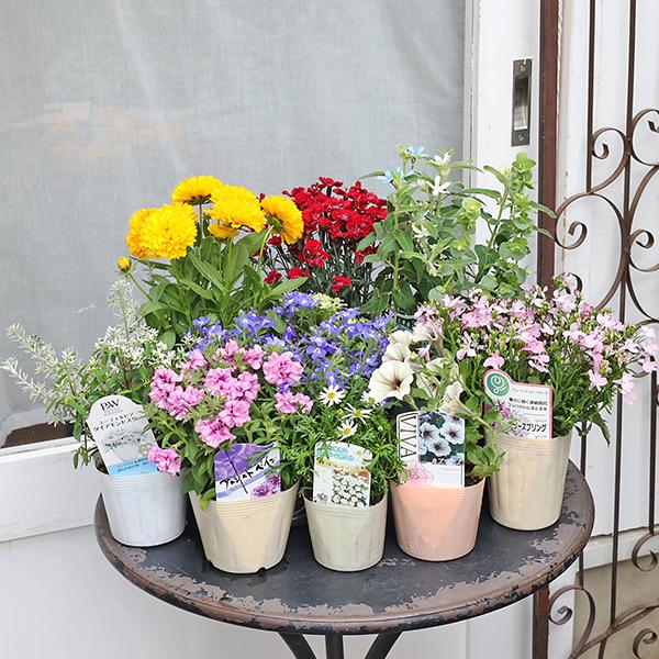 季節の花苗6点おまかせセット おしゃれ かわいい 赤 ピンク ホワイト