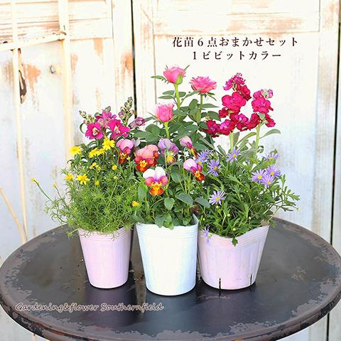 季節の花苗6点おまかせセット おしゃれ かわいい 赤 ピンク ホワイト