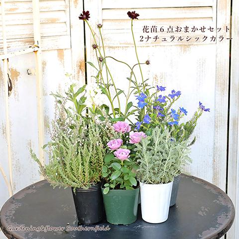 季節の花苗6点おまかせセット おしゃれ かわいい 赤 ピンク ホワイト