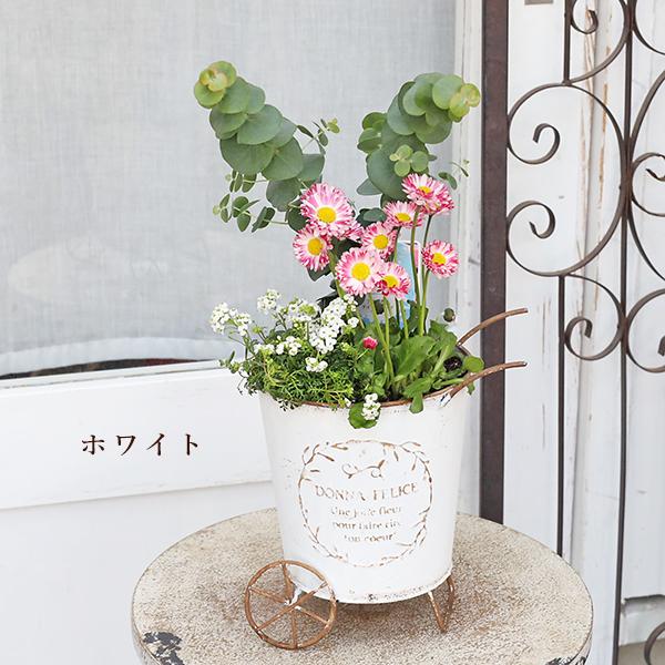 現品販売 季節の花寄せ植え ユーカリ＆イングリッシュデージー