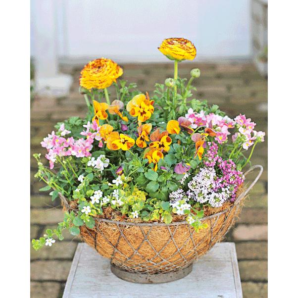 バコパ ビオラ 寄せ植え