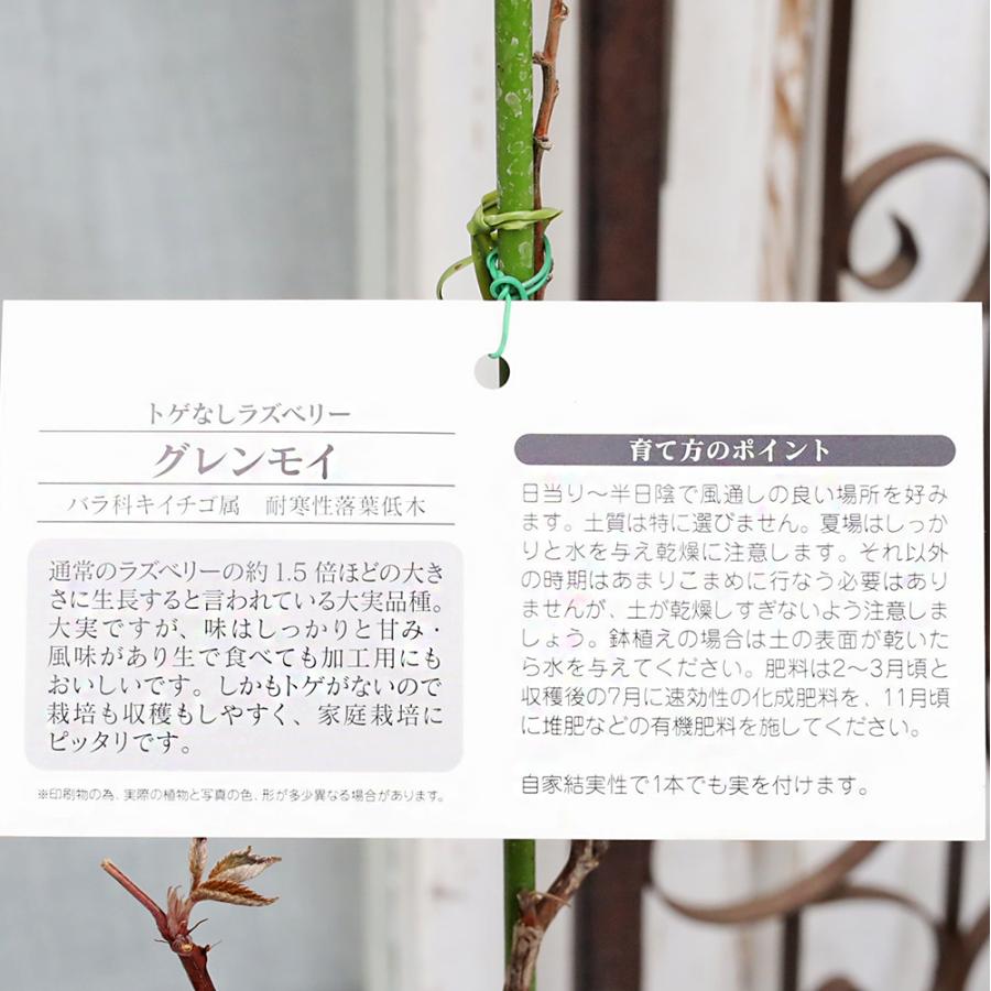 果樹苗木 大実 ラズベリー グレンモイ 6号 高さ60cm とげなし 栄養豊富