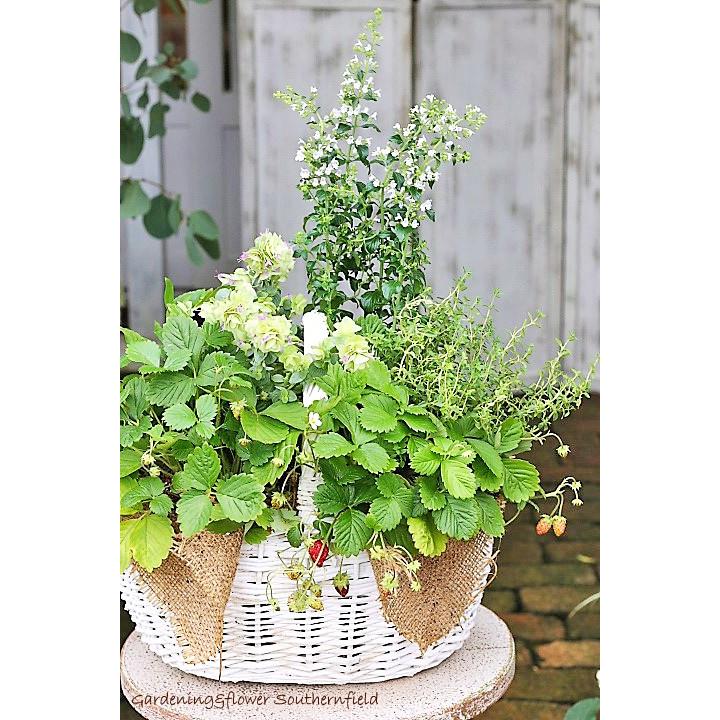 ハーブ寄せ植え おしゃれ ワイルドストロベリー カラミンサ オレガノ ケントビューティー 木製ナチュラルバスケットwhite 開店御祝 誕生日プレゼント Hb 128 サザンフィールド Gardeningshop 通販 Yahoo ショッピング
