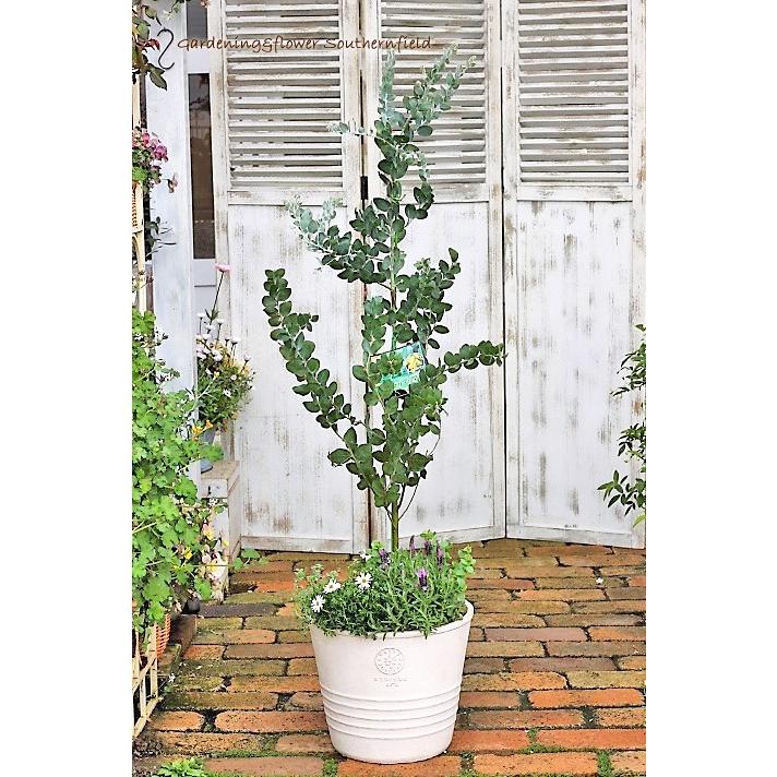 激安 価格 ミモザとハーブ鉢植え アカシア ポダリーフォリア フレンチラベンダー ブラキカム テラコッタ調ナチュラルポットwhite135cm 開店祝い新築祝い Hb 140 サザンフィールド Gardeningshop 通販 Yahoo ショッピング クリアランス売筋品 Murad Com Jo